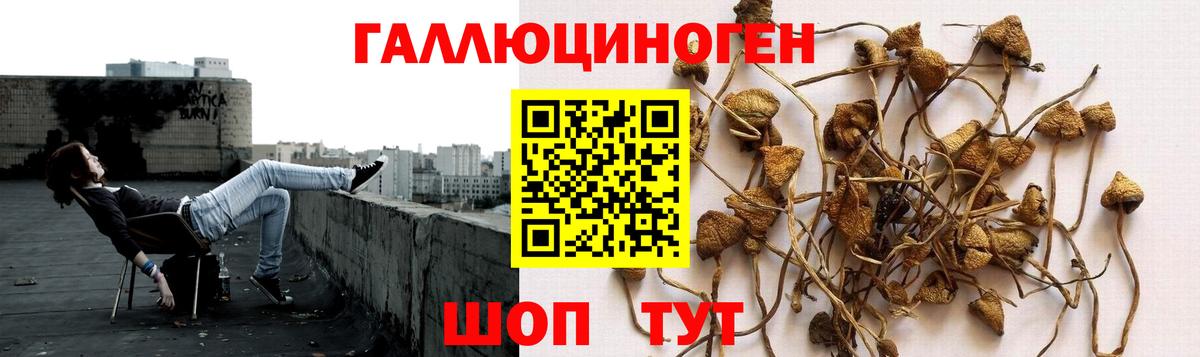 Псилоцибиновые грибы мухоморы Лесной